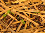 Rotating WoodStraw® images