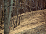 Rotating WoodStraw® images